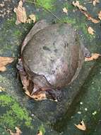 Image of Aubry’s Soft-shelled Turtle