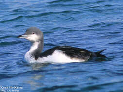 Image of Pacific Diver