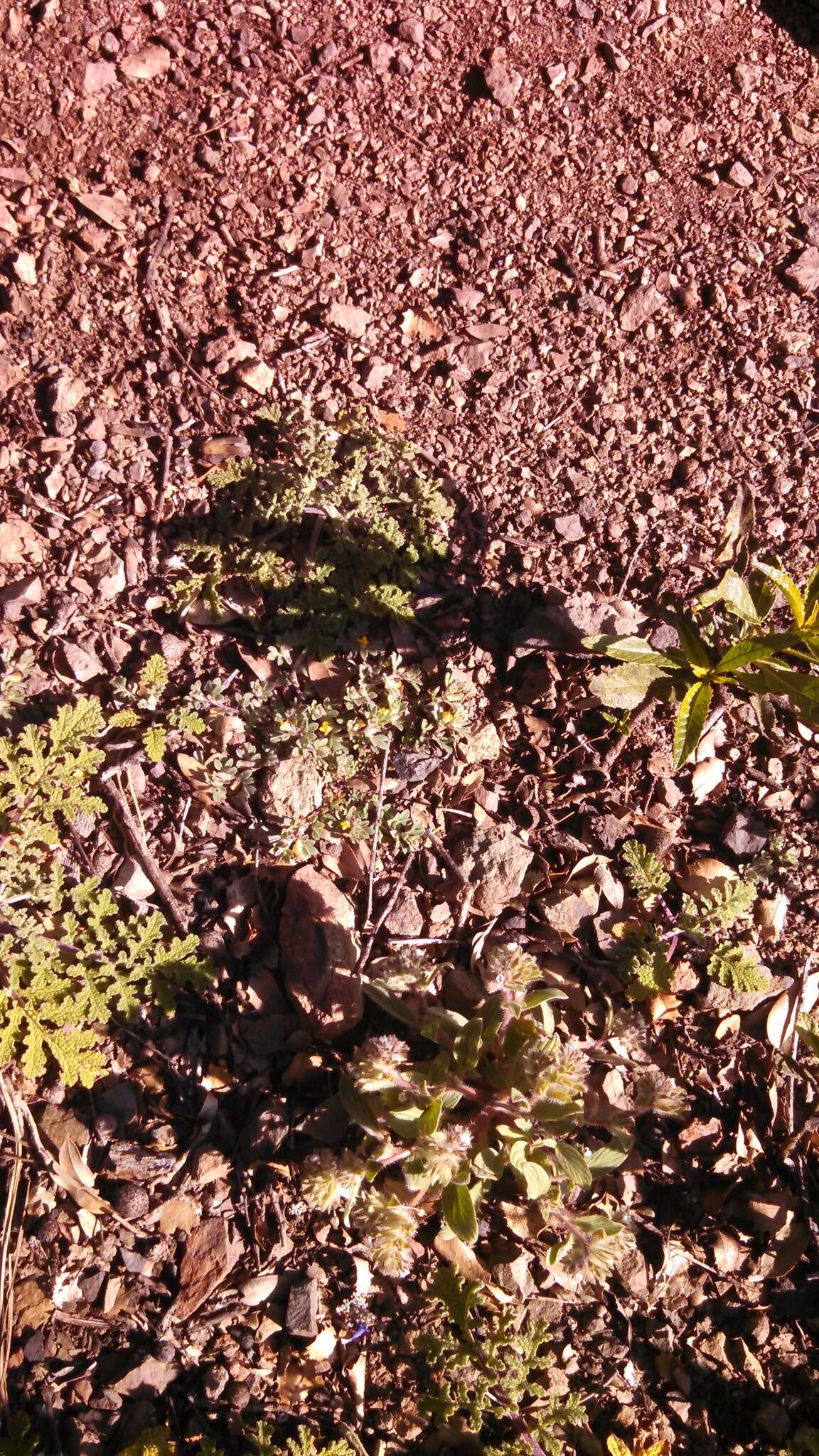 Image of Mt. Diablo phacelia