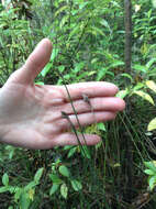 Image of Lepidosperma australe (A. Rich.) Hook. fil.