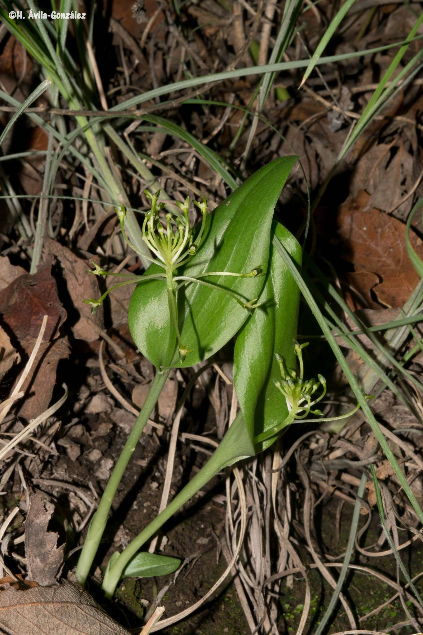 Image of Malaxis novogaliciana R. González ex McVaugh