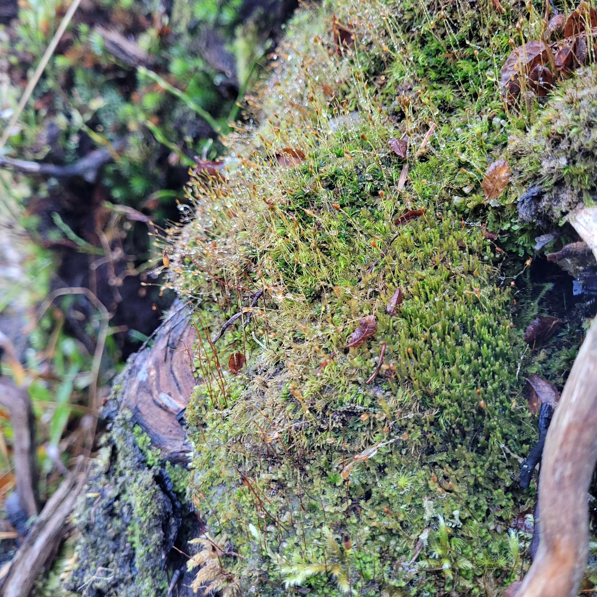 Image of Neoorthocaulis attenuatus (Mart.) L. Söderstr., De Roo & Hedd.