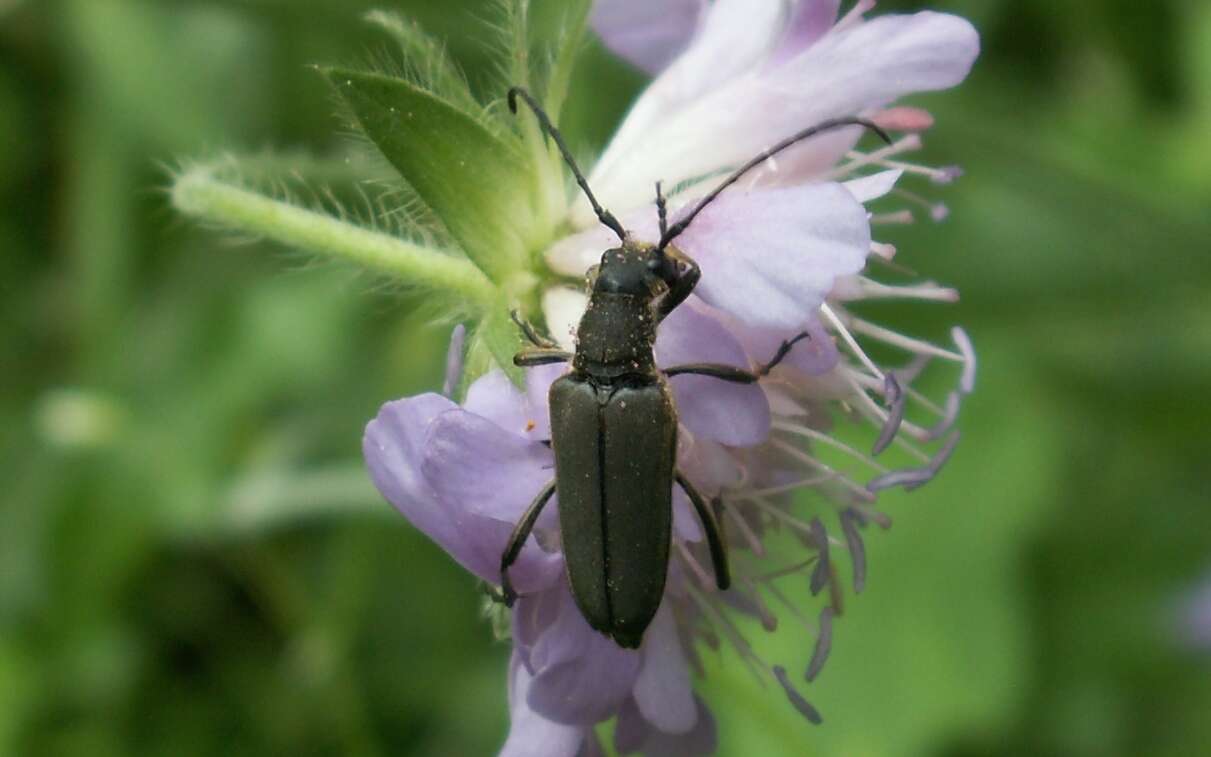 Anastrangalia dubia (Scopoli 1763)的圖片