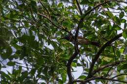 Image of Japanese Paradise Flycatcher