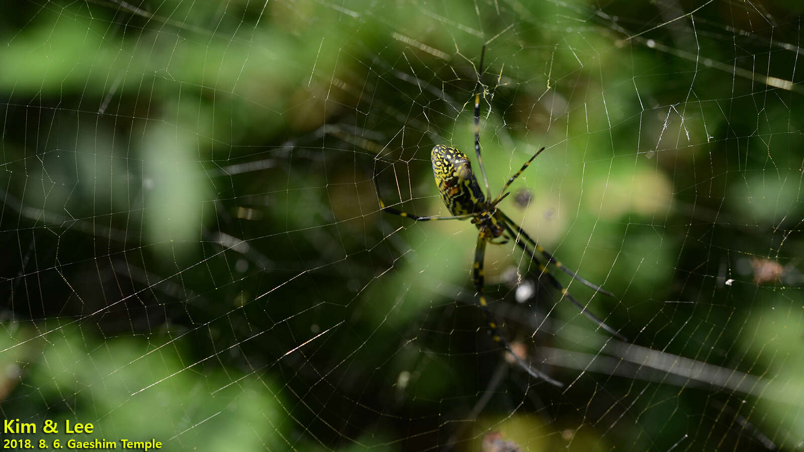 صورة Trichonephila clavata (L. Koch 1878)