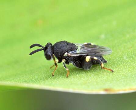 صورة Brachymeria minuta (Linnaeus 1767)