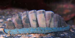 Image of blue green chiton