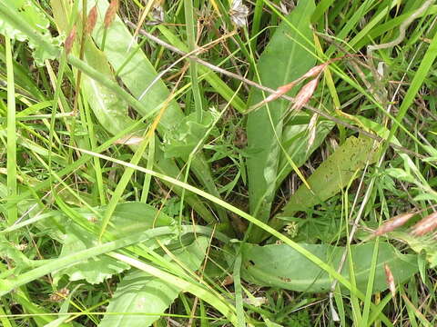 Image of cutleaf silverpuffs