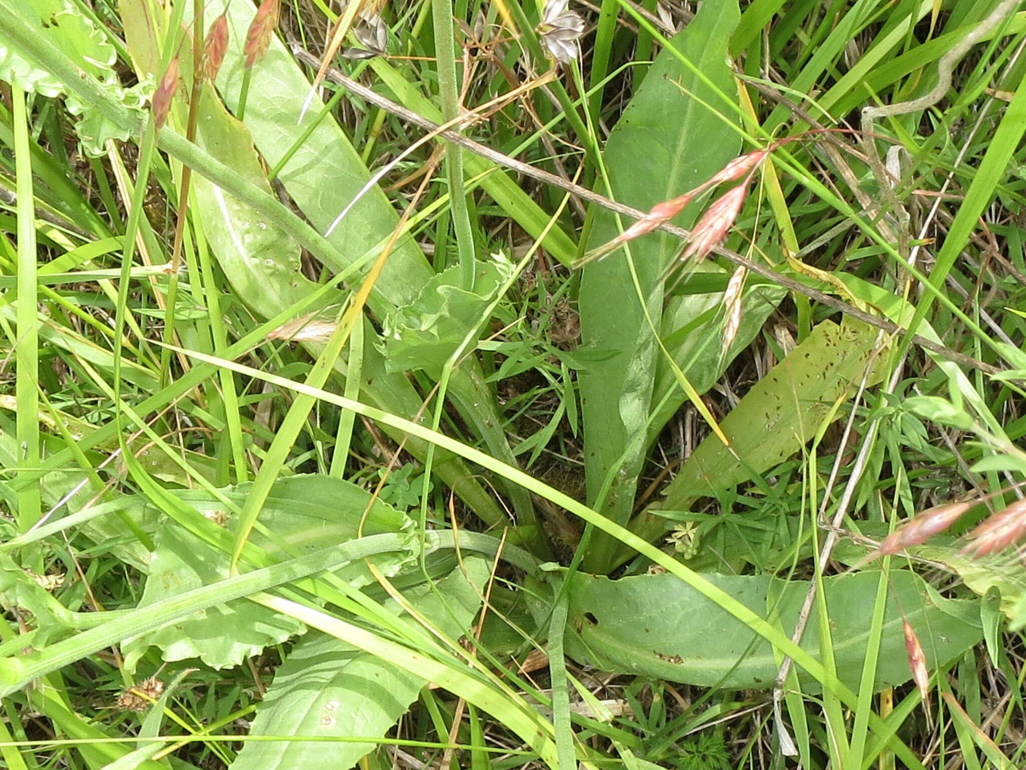 Image of cutleaf silverpuffs