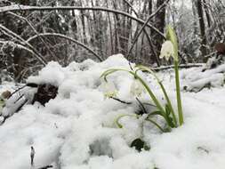 Image of Spring Snowflake