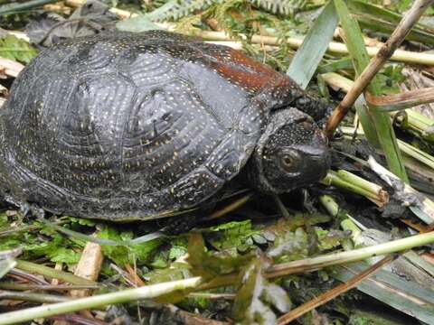 Image of European Pond Turtle