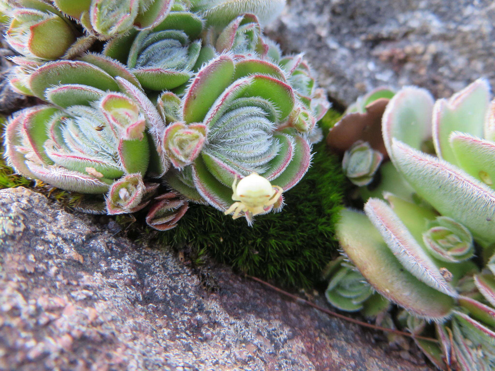 Image of Crassula tomentosa var. glabrifolia (Harv.) G. D. Rowley