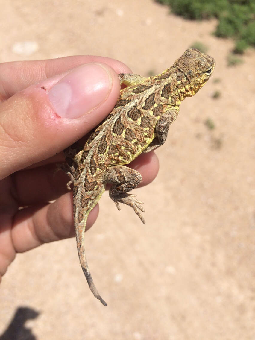 Image of Northern Spot-tailed Earless Lizard