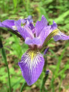 Image de blue flag iris versicolore