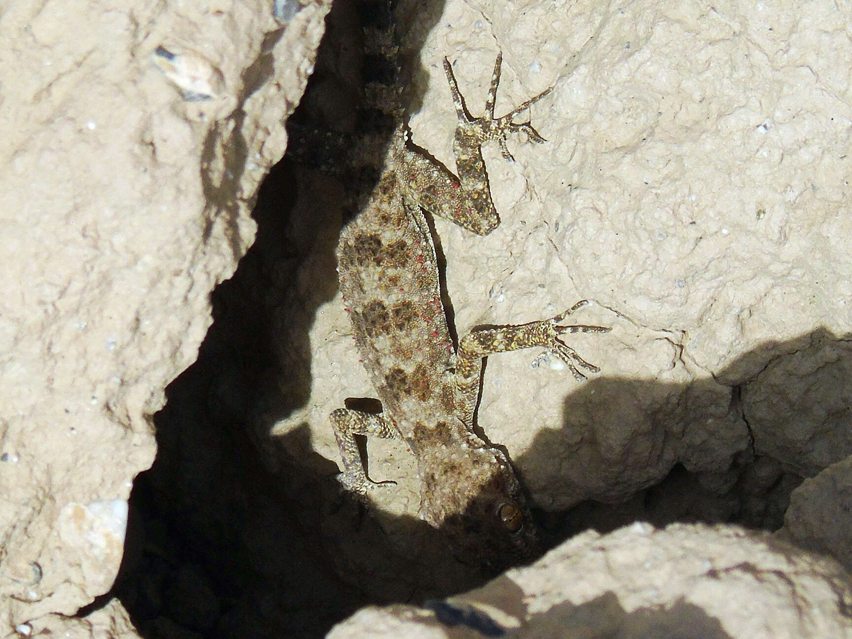 Image of Tenuidactylus fedtschenkoi (Strauch 1887)