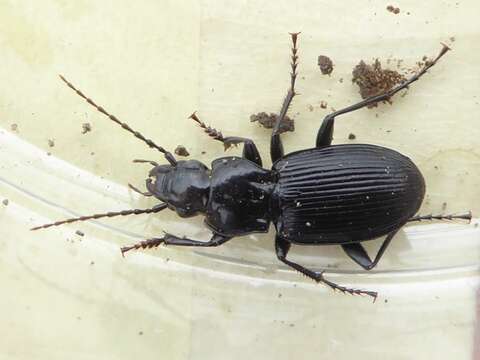 Image of Pterostichus (Pterostichus) cristatus (L. Dufour 1820)