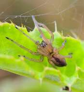 Слика од Cheiracanthium erraticum (Walckenaer 1802)