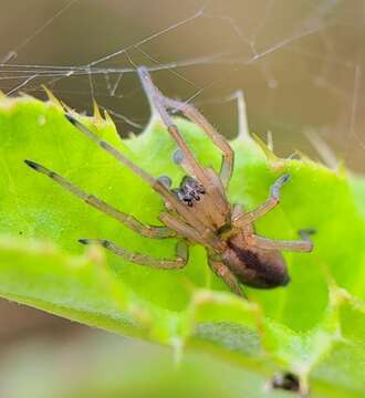 Слика од Cheiracanthium erraticum (Walckenaer 1802)