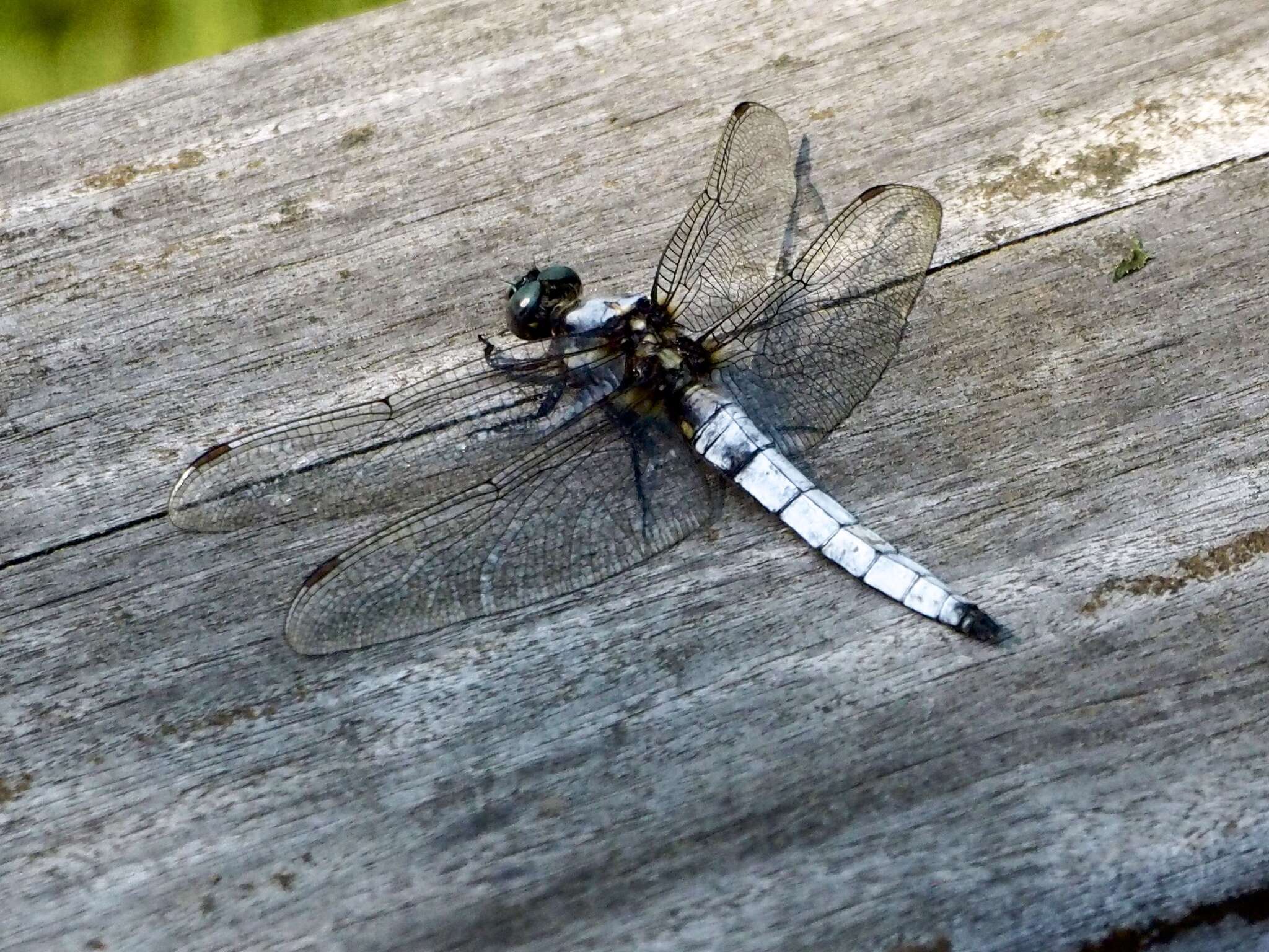 Imagem de Orthetrum japonicum (Uhler 1858)