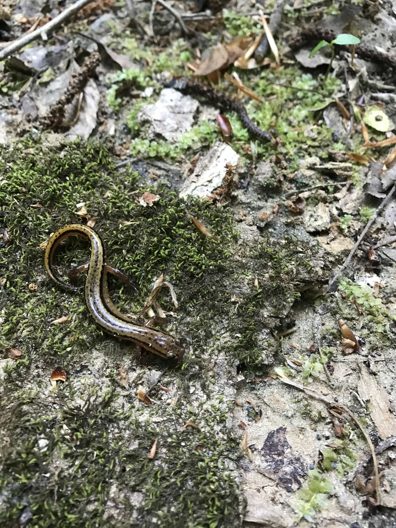 Image of Southern Two-lined Salamander