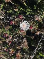 صورة Lampranthus productus (Haw.) N. E. Br.