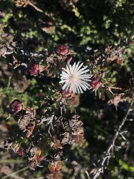 صورة Lampranthus productus (Haw.) N. E. Br.