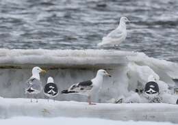 Image of Slaty-backed Gull