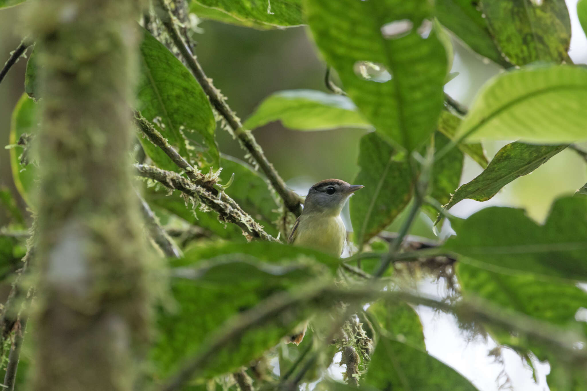 Imagem de Pachyramphus albogriseus Sclater & PL 1857