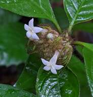 Image of Palicourea glabra