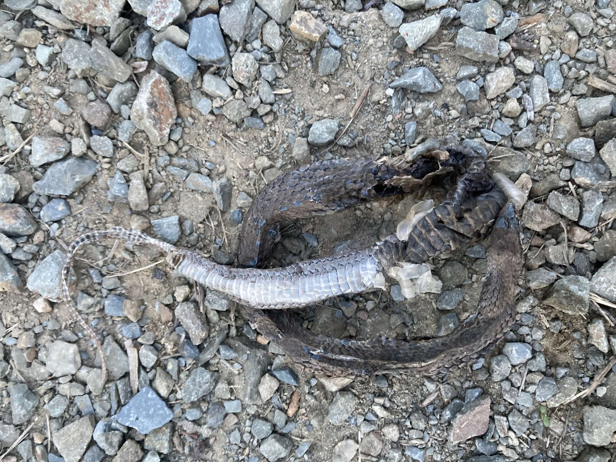 Image of White-lipped snake