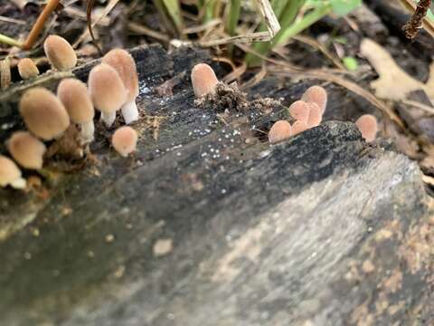 Coprinellus domesticus (Bolton) Vilgalys, Hopple & Jacq. Johnson 2001的圖片