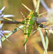 Image de Poecilimon (Poecilimon) jonicus (Fieber 1853)