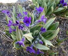 Plancia ëd Primula macrophylla D. Don