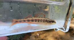 Image of Firebelly darter