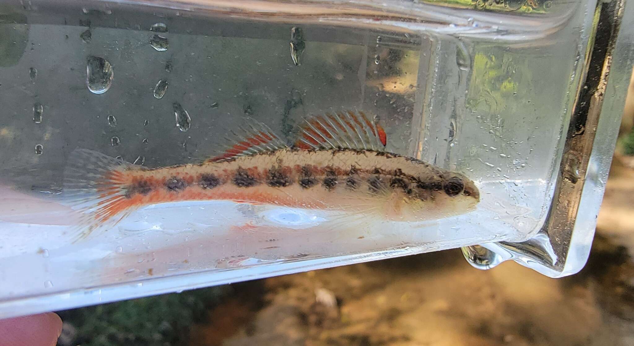 Plancia ëd Etheostoma pyrrhogaster Bailey & Etnier 1988