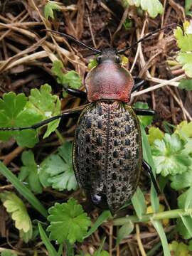 Carabus (Coptolabrus) elysii J. Thomson 1856 resmi