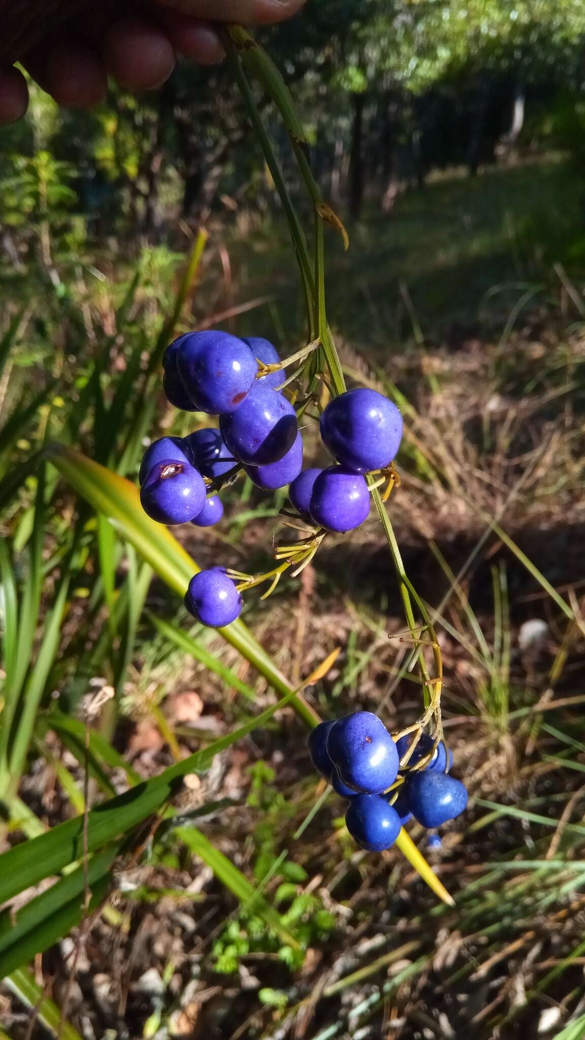 Plancia ëd Dianella ensifolia (L.) Redouté