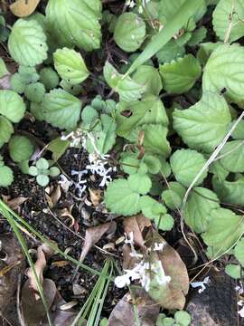 Image de Plectranthus verticillatus (L. fil.) Druce