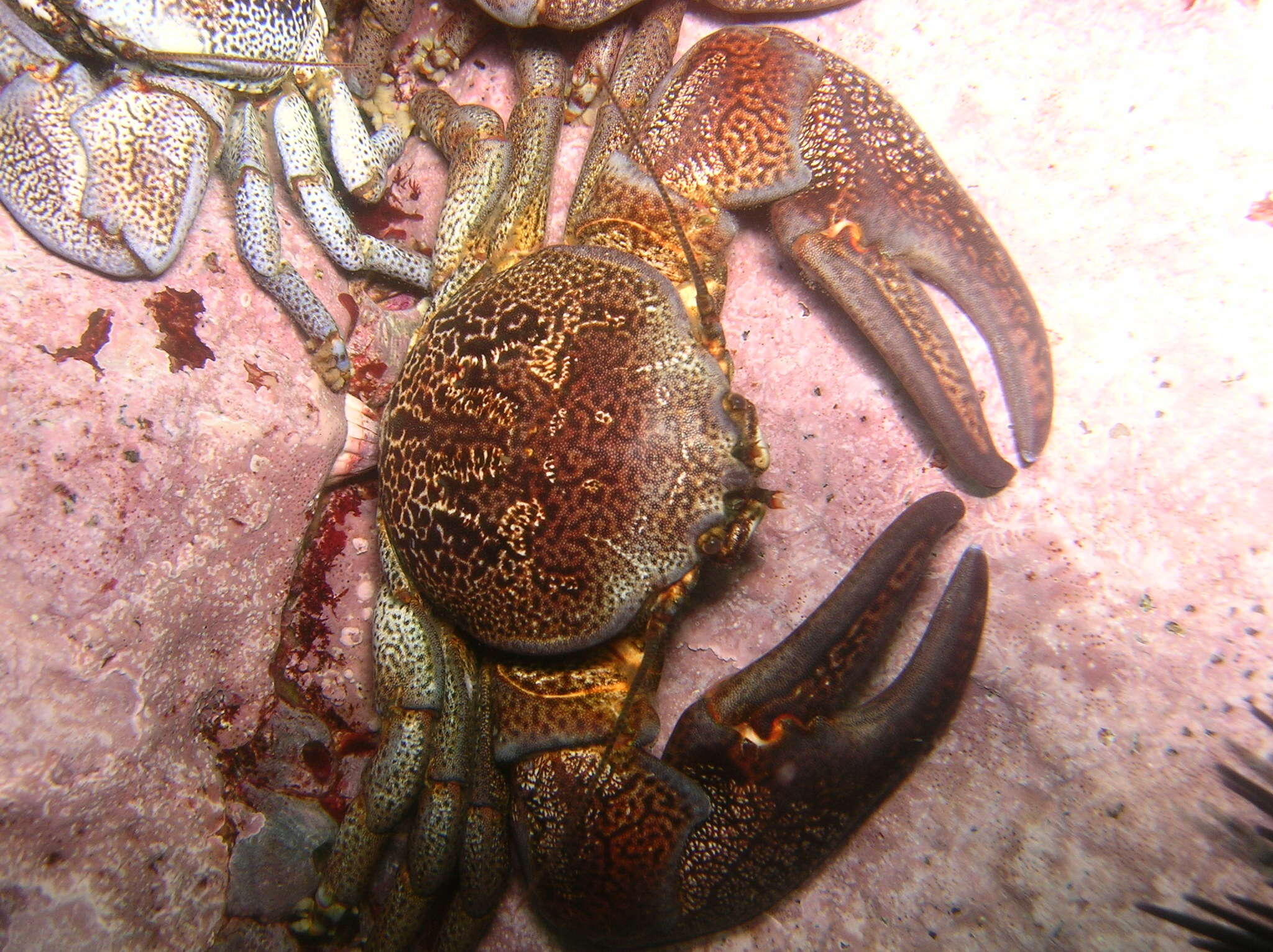 Image of Allopetrolisthes punctatus (Guérin 1835)