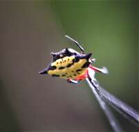 Image of Gasteracantha rhomboidea comorensis Strand 1916