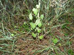 Image of African foxglove