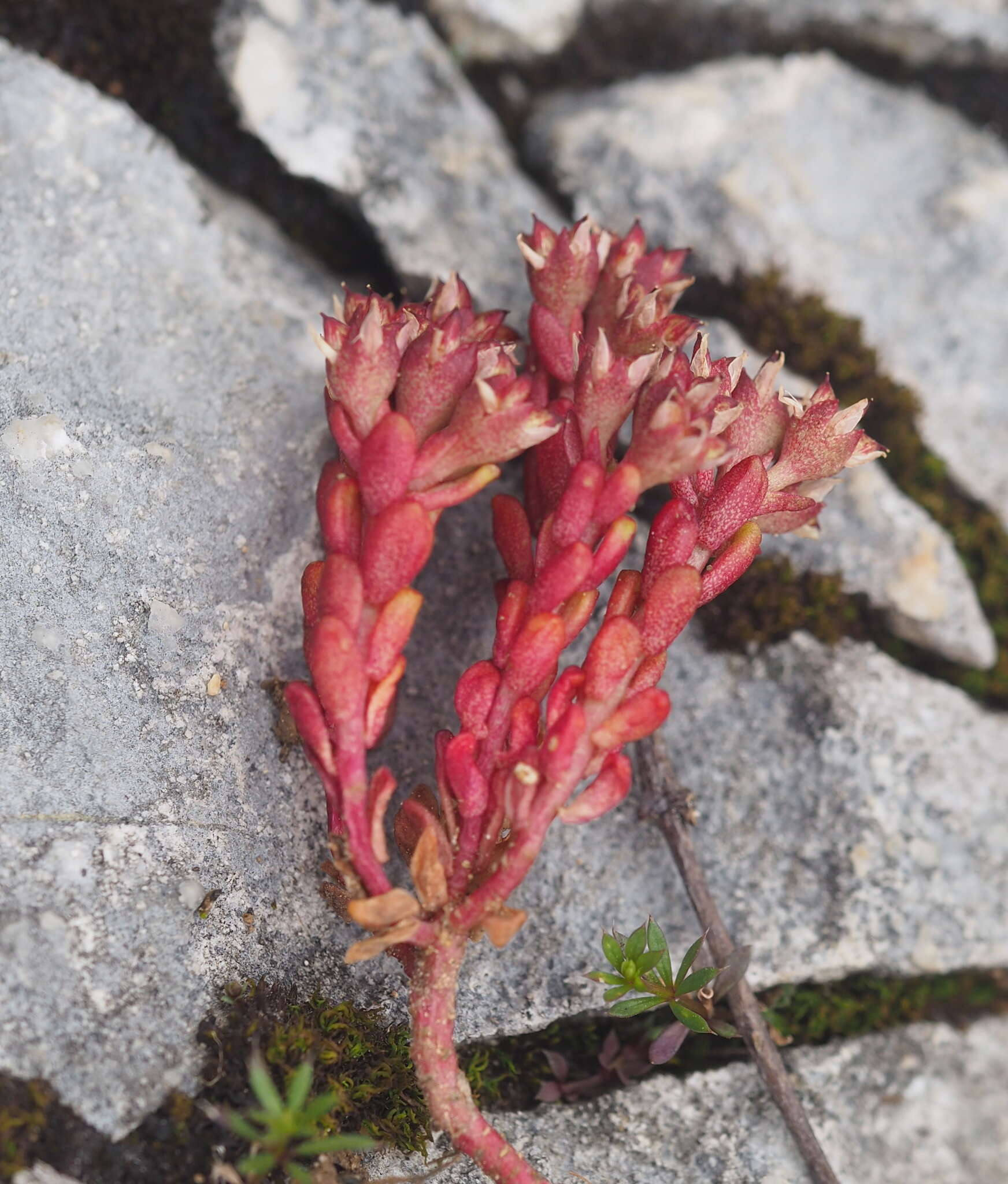 Слика од Sedum atratum L.