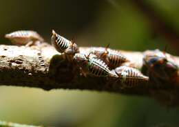 Imagem de Platycotis (Lophopelta) tuberculata Fairmaire 1846