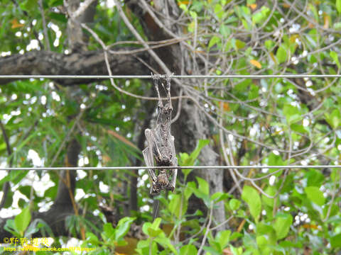 Image of Indian Flying Fox