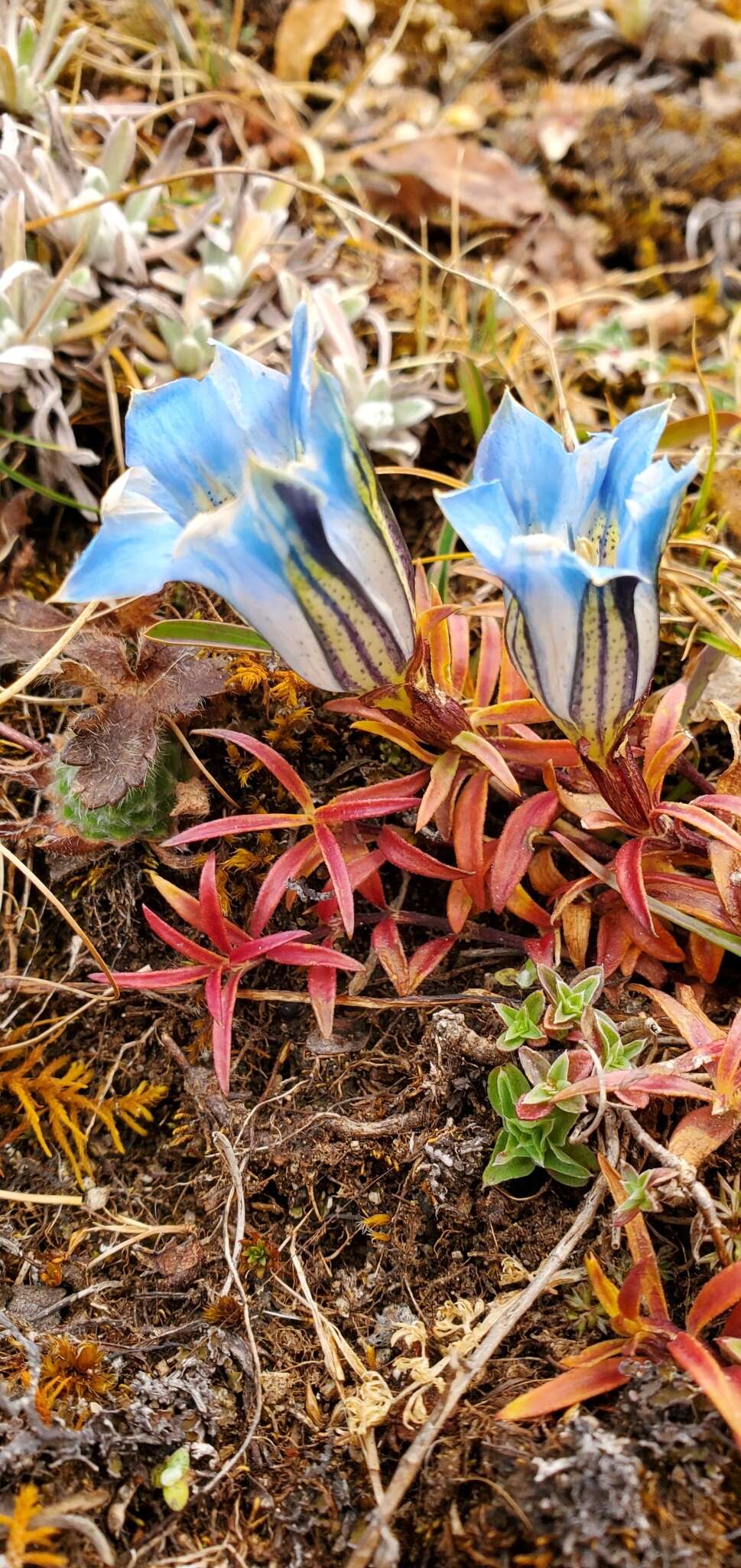 صورة Gentiana ornata (Wall. ex G. Don) Griseb.