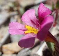 Image of red monkeyflower