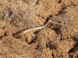 Image of inland taipan