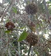 Image of Bindura bamboo