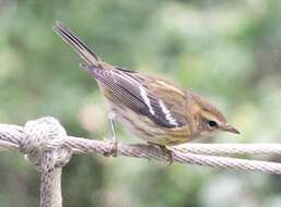 Image of Blackburnian Warbler