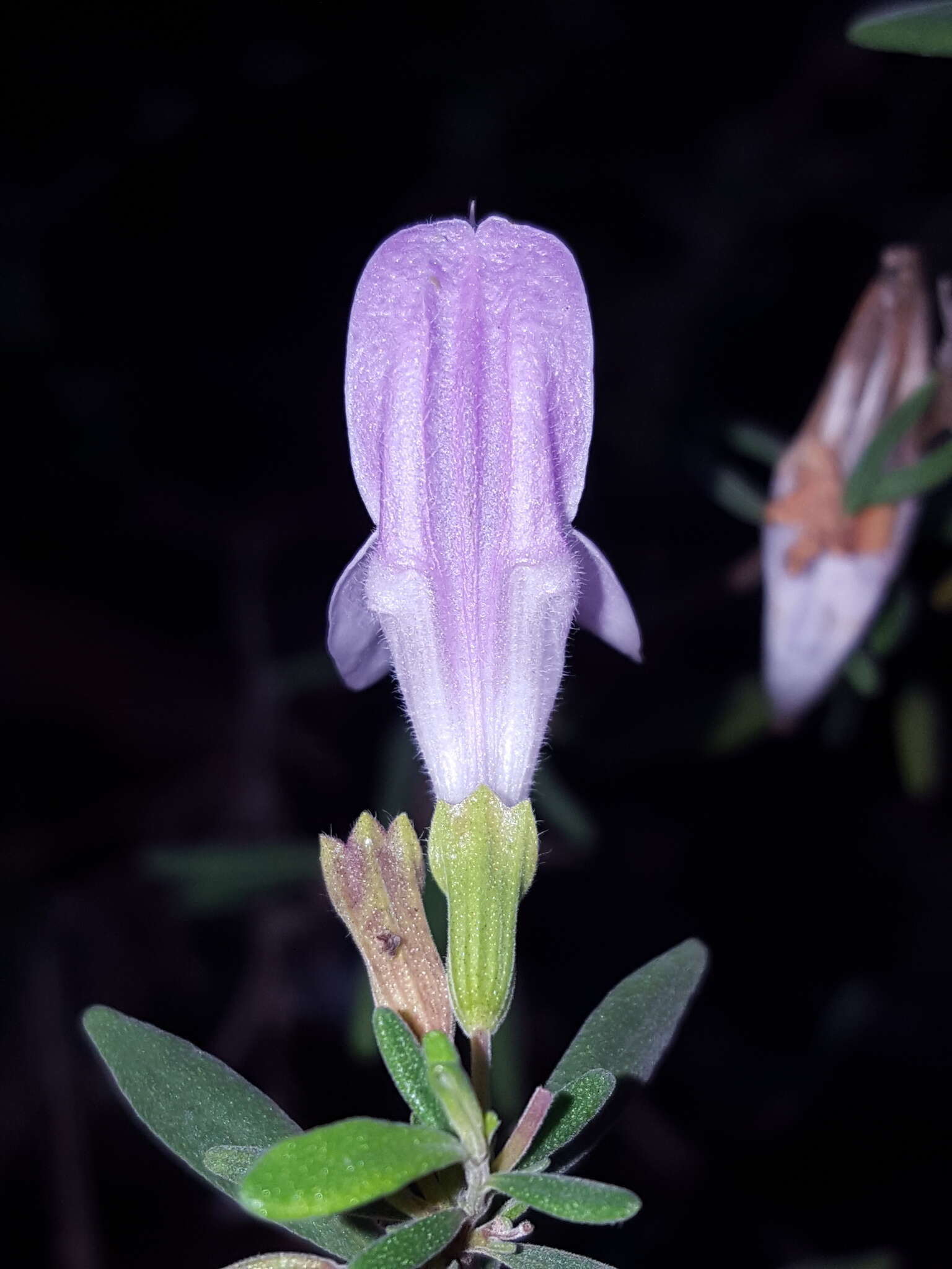 Image of Etonia rosemary